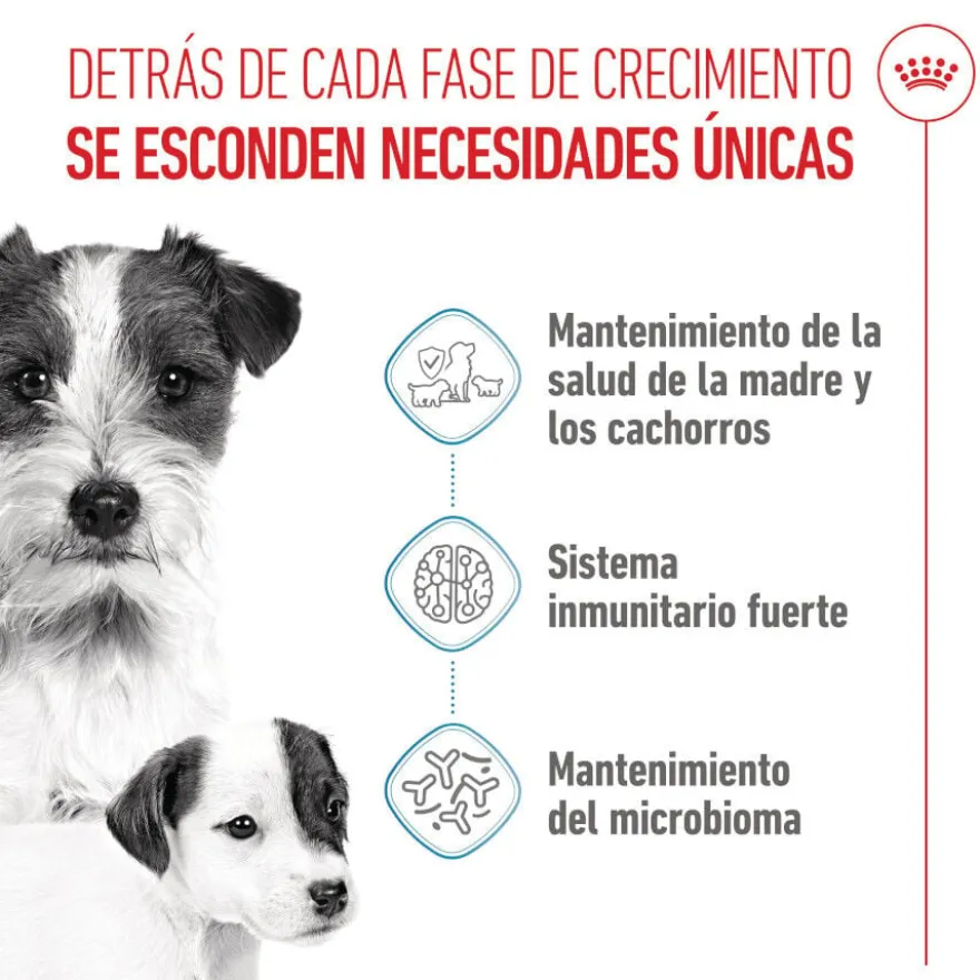 Royal Canin Mini Starter Mother&Baby ração para cães