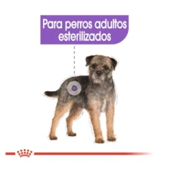 Royal Canin Mini Sterilised ração para cães