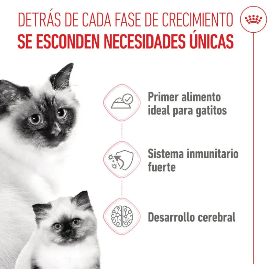Royal Canin Mother Baby mousse latas para gatos
