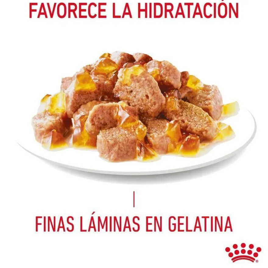 Royal Canin Nutrition Appetite Control Care geleia para gatos