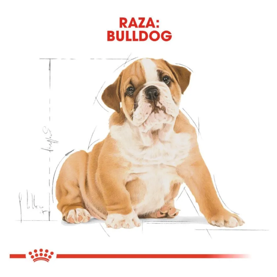 Royal Canin Puppy Bulldog ração para cães