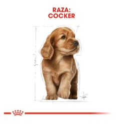 Royal Canin Puppy Cocker ração para cães