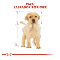 Royal Canin Puppy Labrador Retriever ração para cães