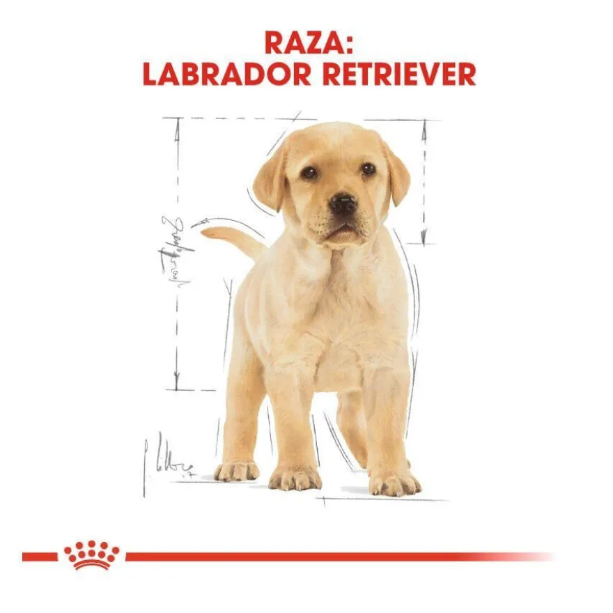Royal Canin Puppy Labrador Retriever ração para cães