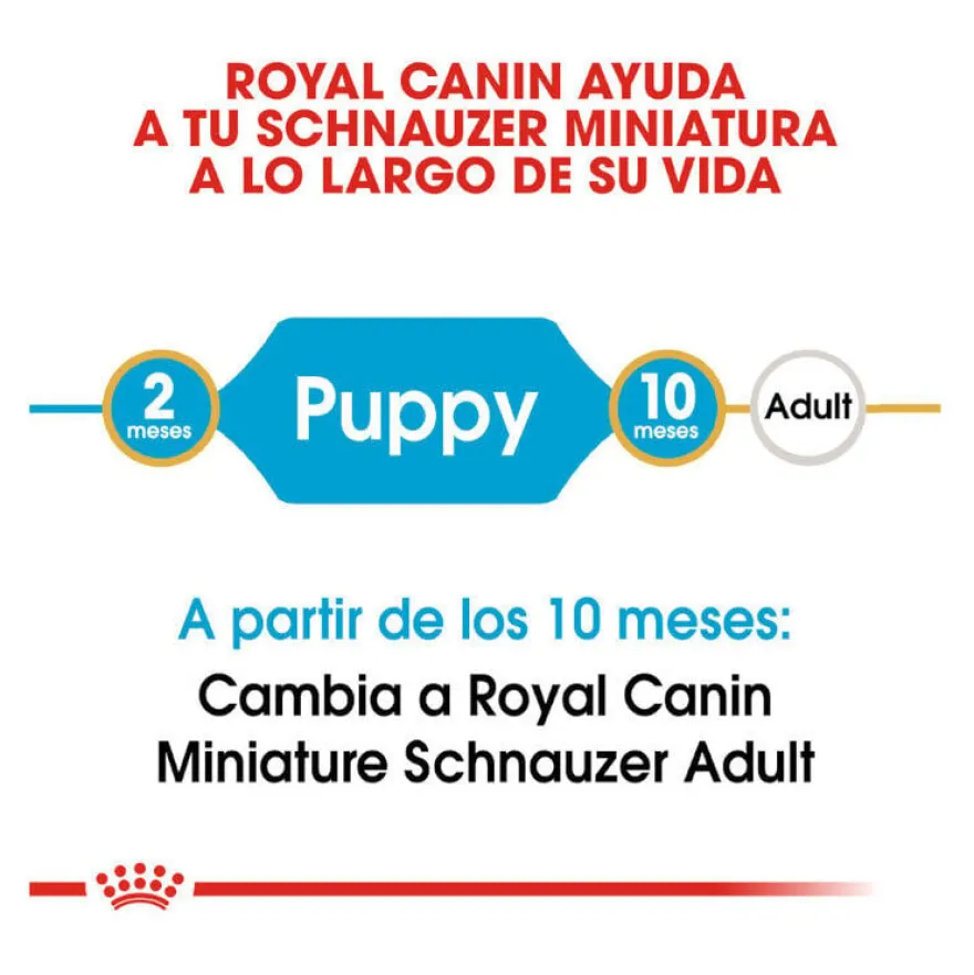 Royal Canin Puppy Miniature Schnauzer ração para cães