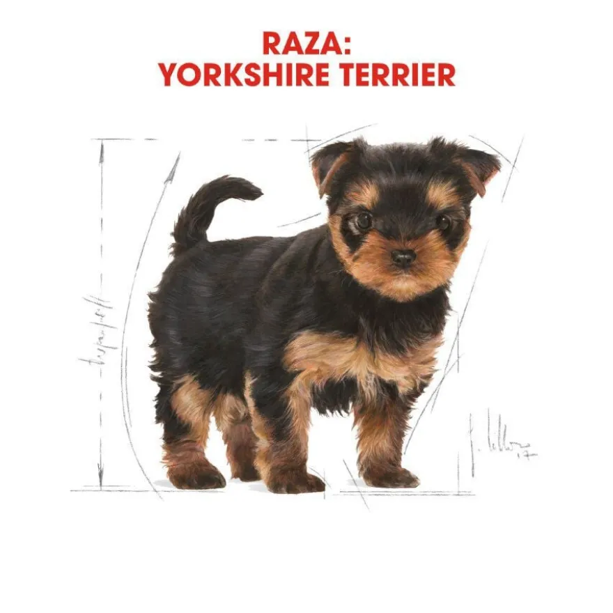 Royal Canin Puppy Yorkshire Terrier ração para cães