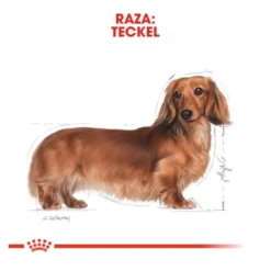Royal Canin Saquetas de Patê para Teckel